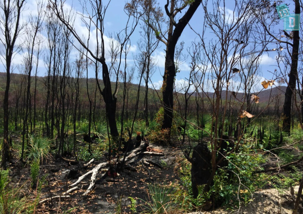 Burnt trees on Moreton Island