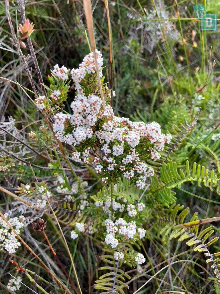 A small plant with white flowers in the grass.
